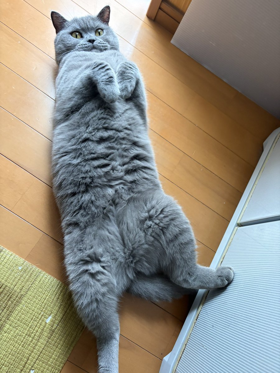 maruru_british's tweet photo. あんよが可愛すぎるまるるでこんにちは～🐈‍⬛ https://t.co/wWVjrg8b3E