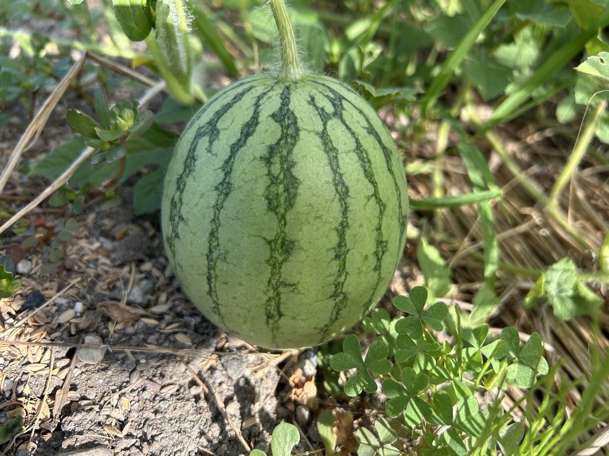 QE3PNkX7IEZPrBh's tweet photo. 家庭菜園👨‍🌾7月26日☀️その⑨続き
第3区画
遮光ネットを上掛けした小玉スイカ
「🍉姫甘美」
こんな状況ですわ😀
ネットに入れて吊るしてます✌️
黒皮小玉スイカ「姫甘美ブラック」は受粉失敗かな？→見当たらない🥲 https://t.co/ftfKBlZmm0