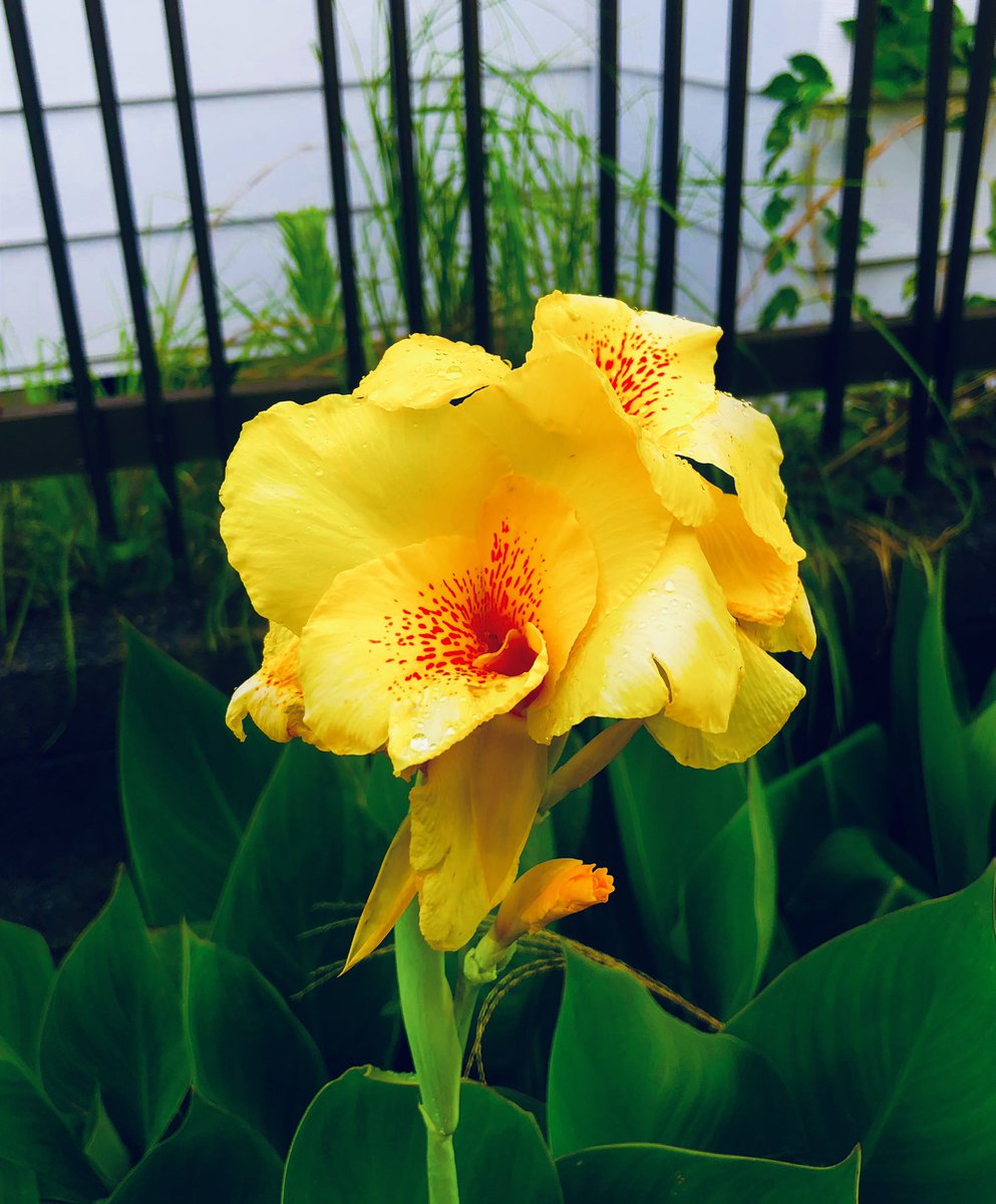 tcdYuKz3cOlX6y9's tweet photo. 一雨降って涼しくなりましたね🫧
雨に濡れる黄色のカンナの花💛

#takashikatoh
#actor
#tagheuer
#miffy
#instagram
#instagramer
#雨
#雨の滴
#カンナ
#黄色
#ハッピーイエロー
#rain
#rainy
#raindrop
#canna
#yellow
#happyyellow https://t.co/yFlbjVhao2