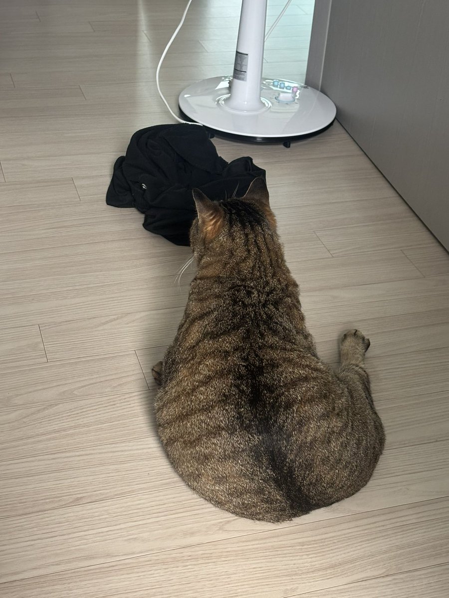 suruisbig's tweet photo. 고덩이왕큼 https://t.co/VX6H94HWCd