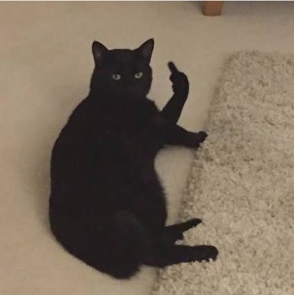 mu_alwayshigh's tweet photo. 🐈‍⬛🖕🏻 https://t.co/IM4gssYSnb