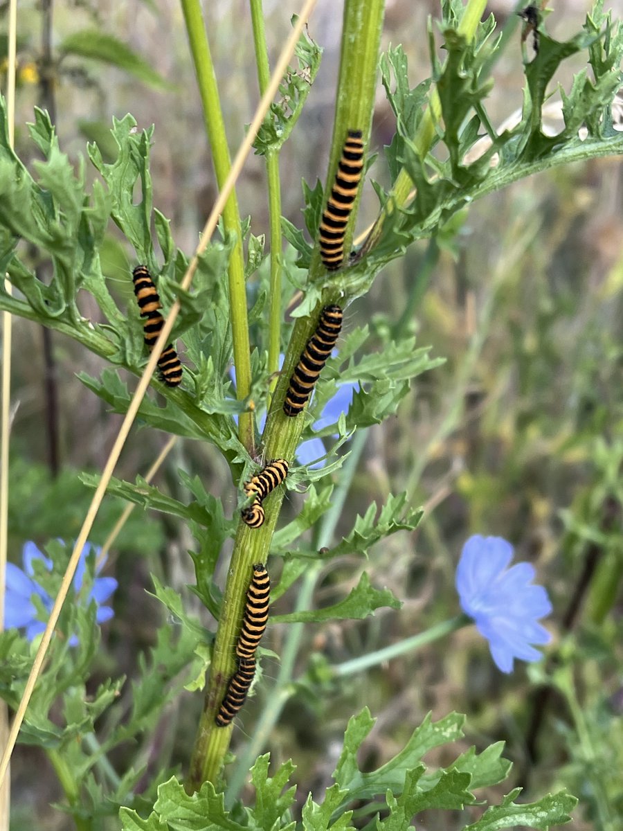 nneggs's tweet photo. Cinnabar moth caterpillars on Ragwort https://t.co/oqwRhSQbJ1