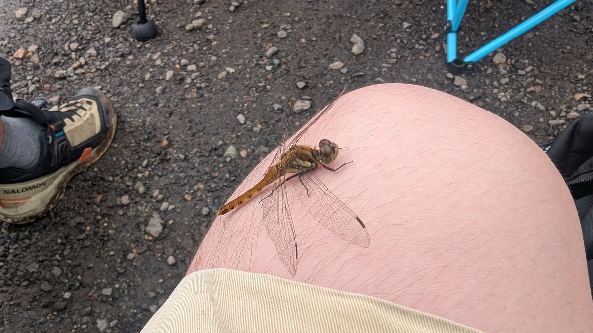 ark_528z's tweet photo. このトンボ、相当疲れていたらしく飛んではまた膝の上に戻ってきてを繰り返してた。30分くらい止まっていたので自然と愛着がわいた。一緒にGRAPEVINE見た😇 https://t.co/dzgIEgnSJ8