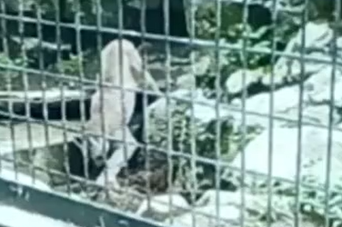 moriokazoo's tweet photo. ピューマの子ども“キャフ”（メス）がウ〇コをし、母親“ニーナ”同様埋めずに移動。
兄弟の“ツィー”（オス）がサッっと埋めにきました。
決定的瞬間を撮れるチャンスが急にやってきました！！！

こんな時に安定の写真へたくそ選手権ダントツ1位が発動（なんでこんなことになるんだ）
#ピューマ一家 https://t.co/K0ALnQnhcD