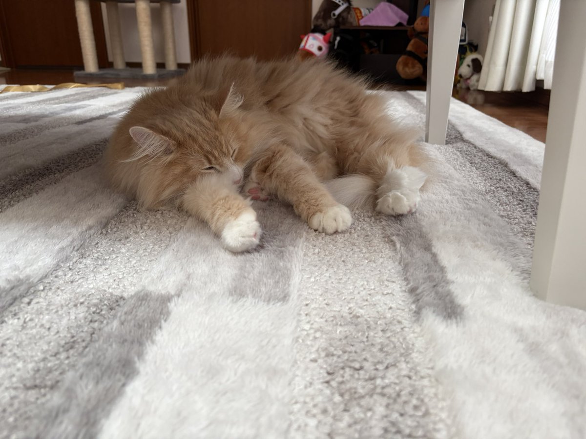 bibisuke7426's tweet photo. zzz https://t.co/ilTMym4EZY
