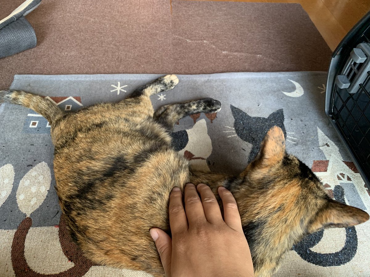 eliayaseLO's tweet photo. お見送りしに来てくれた😽
ゆぅありがとう！😆✨ https://t.co/IIVk8mhAsH