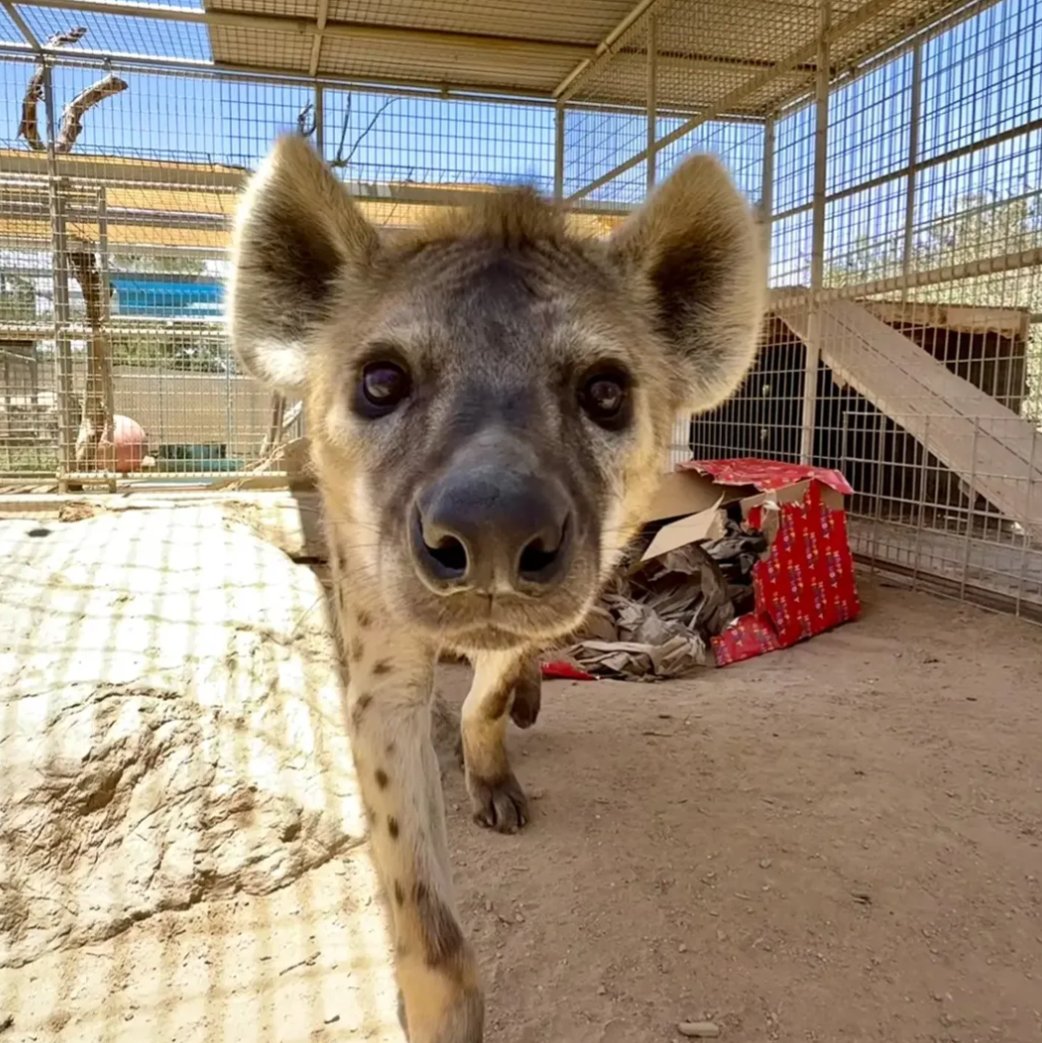 TornadoYeen's tweet photo. hello yeenbros, we are hopemaxxing AND cacklemaxxing https://t.co/imtsQ8LDW7