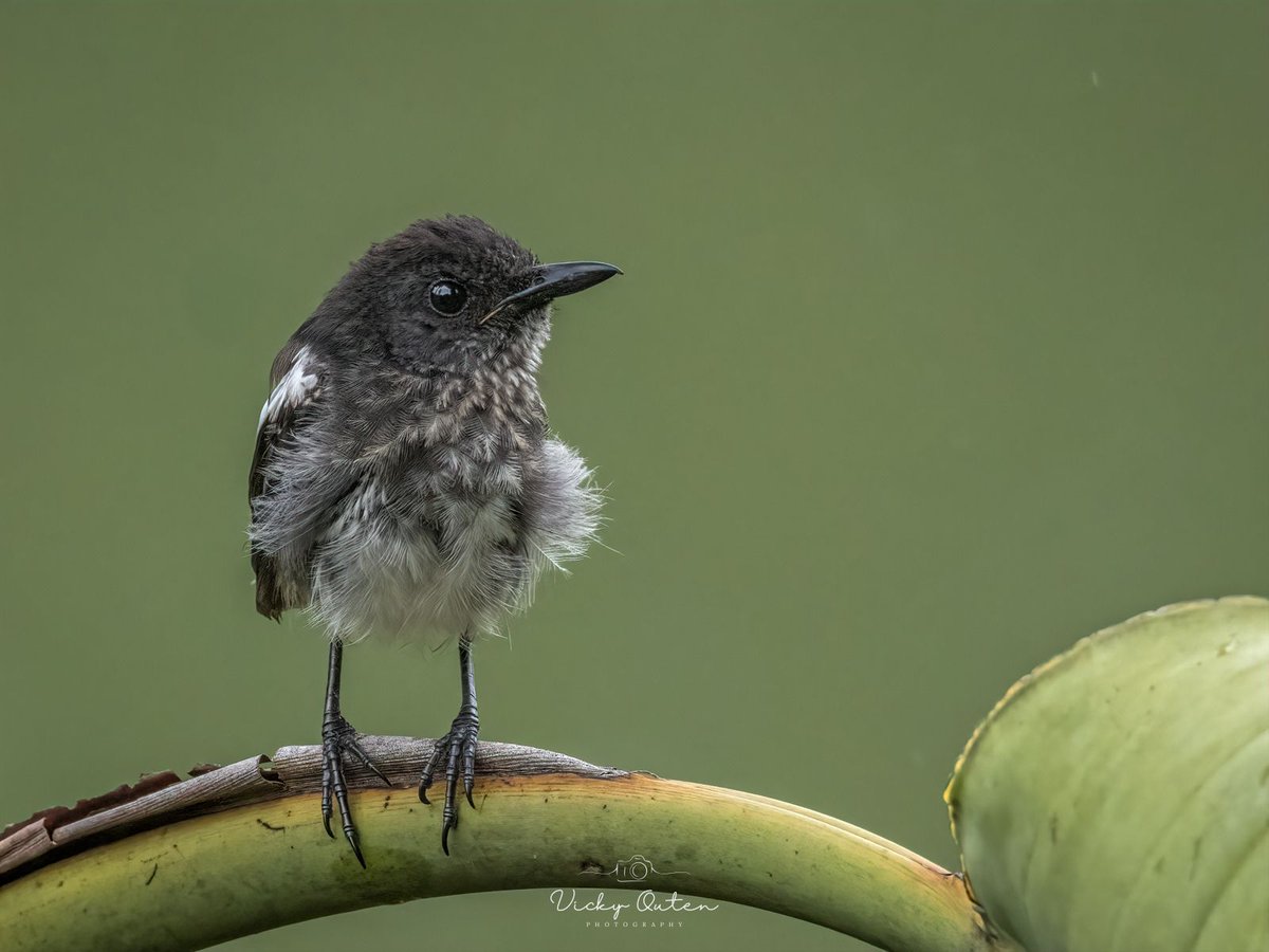 vickyoutenphoto's tweet photo. Juvenile Oriental magpie-robin - Botanical gardens, Singapore
https://t.co/E6uD5xMUx0
#wildlife #bbccountryfilemagpotd #photooftheday #BBCWildlifePOTD #BBCSpringwatch #wildlifeuk @ThePhotoHour @Team4Nature @Britnatureguide @NatureUK @wildlifemag #orientalmagpierobin https://t.co/RJSIUJZOdZ