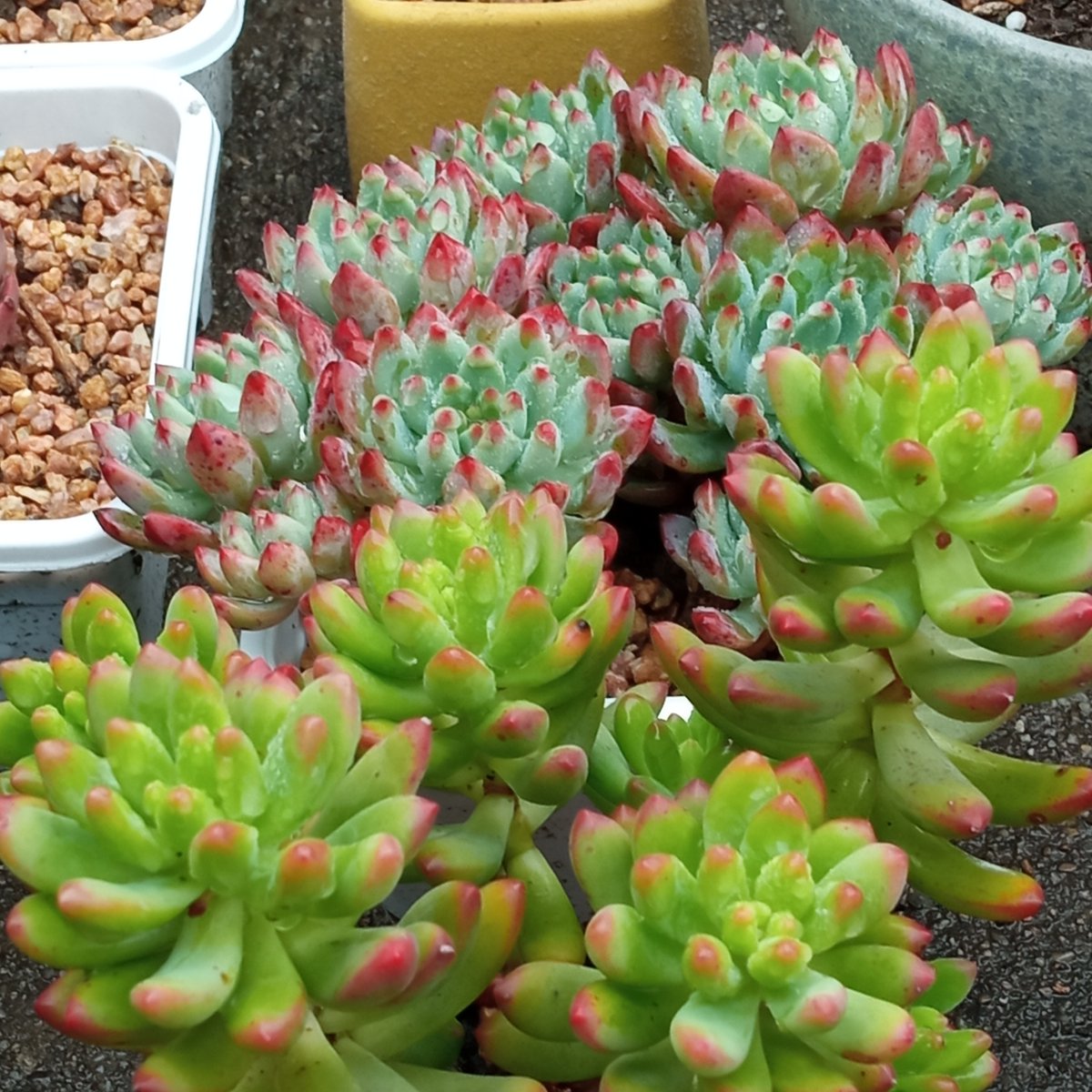 __tlatlago's tweet photo. Pro tip: Water your succulents only when the soil is completely dry, usually every 1-2 weeks! Skip overwatering to keep them plump and happy. #PlantCare #SucculentTips https://t.co/vGsMkrJOgH