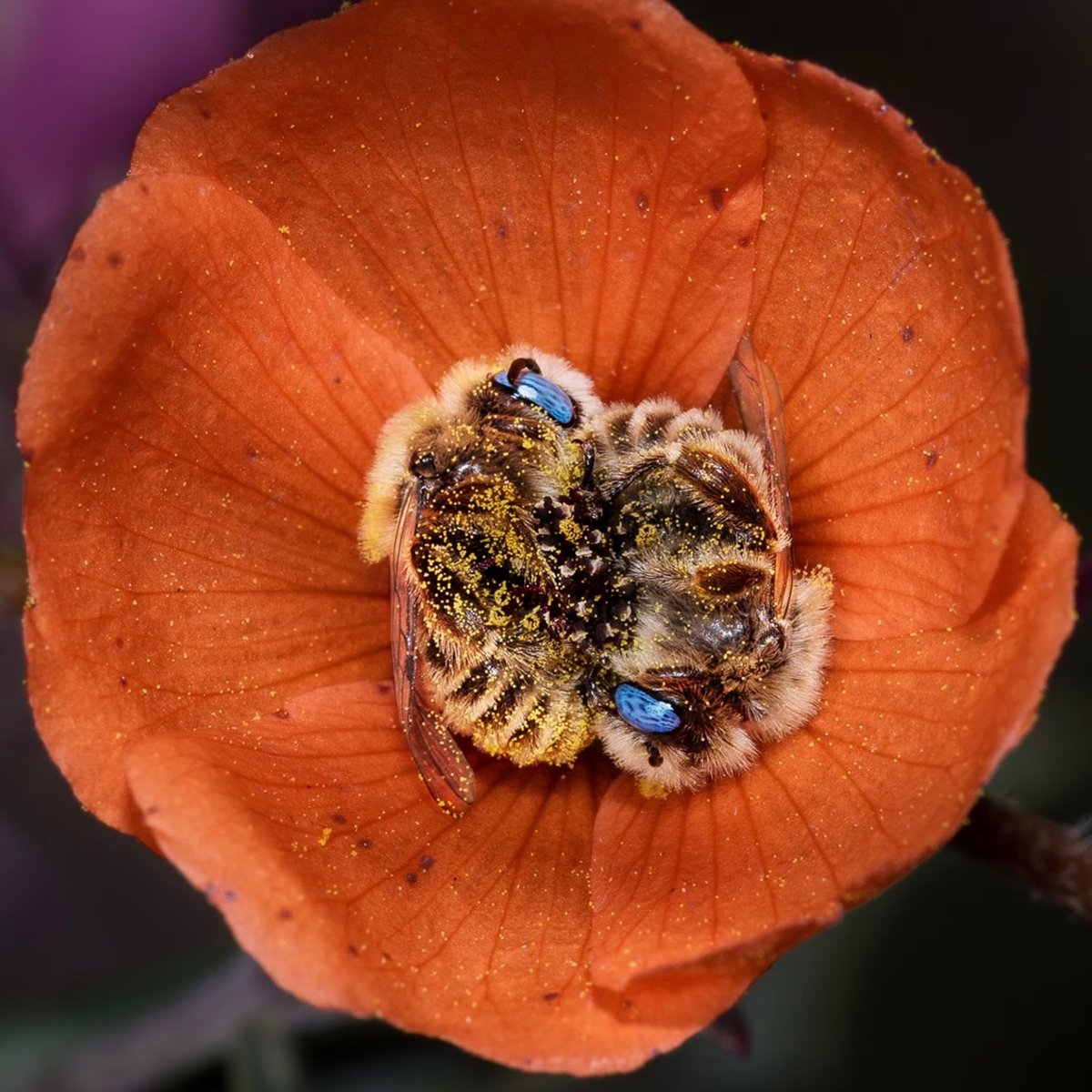 interesting_aIl's tweet photo. Researchers estimate bees actually need roughly 2.6 million flowers to make 1 pound of honey, 600,000 more than previously thought

via: Canadian Honey Council https://t.co/0kgOPqlg35