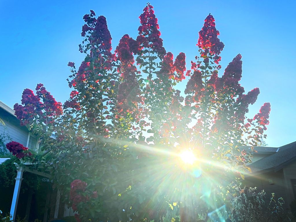 KJ6MC's tweet photo. A Crepe Myrtle tree, as seen yesterday at dusk. https://t.co/pPlvVnRVbo | https://t.co/Pe7QqZvAdZ https://t.co/edzx2kvWc5