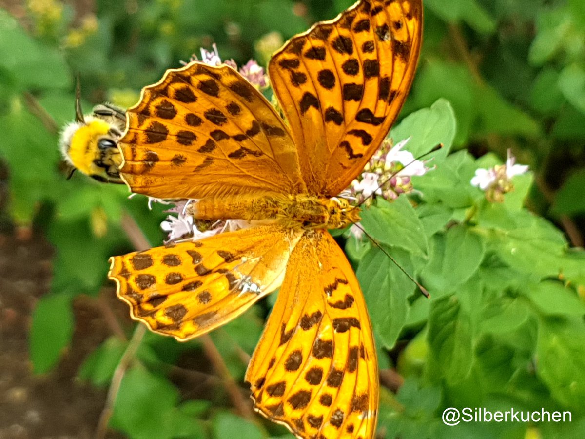 Silberkuchen's tweet photo. Ein kleiner Gast im Garten.... #gutenmorgen #liveausdemgarten #picoftheday #schmetterling #gartenzauber #gardenlove #livepic #sommervibes #live #kleinewunder #naturgenießen #frühstück #breakfast #brunch #schönezeit #bio #news https://t.co/rlJHbsCbZJ