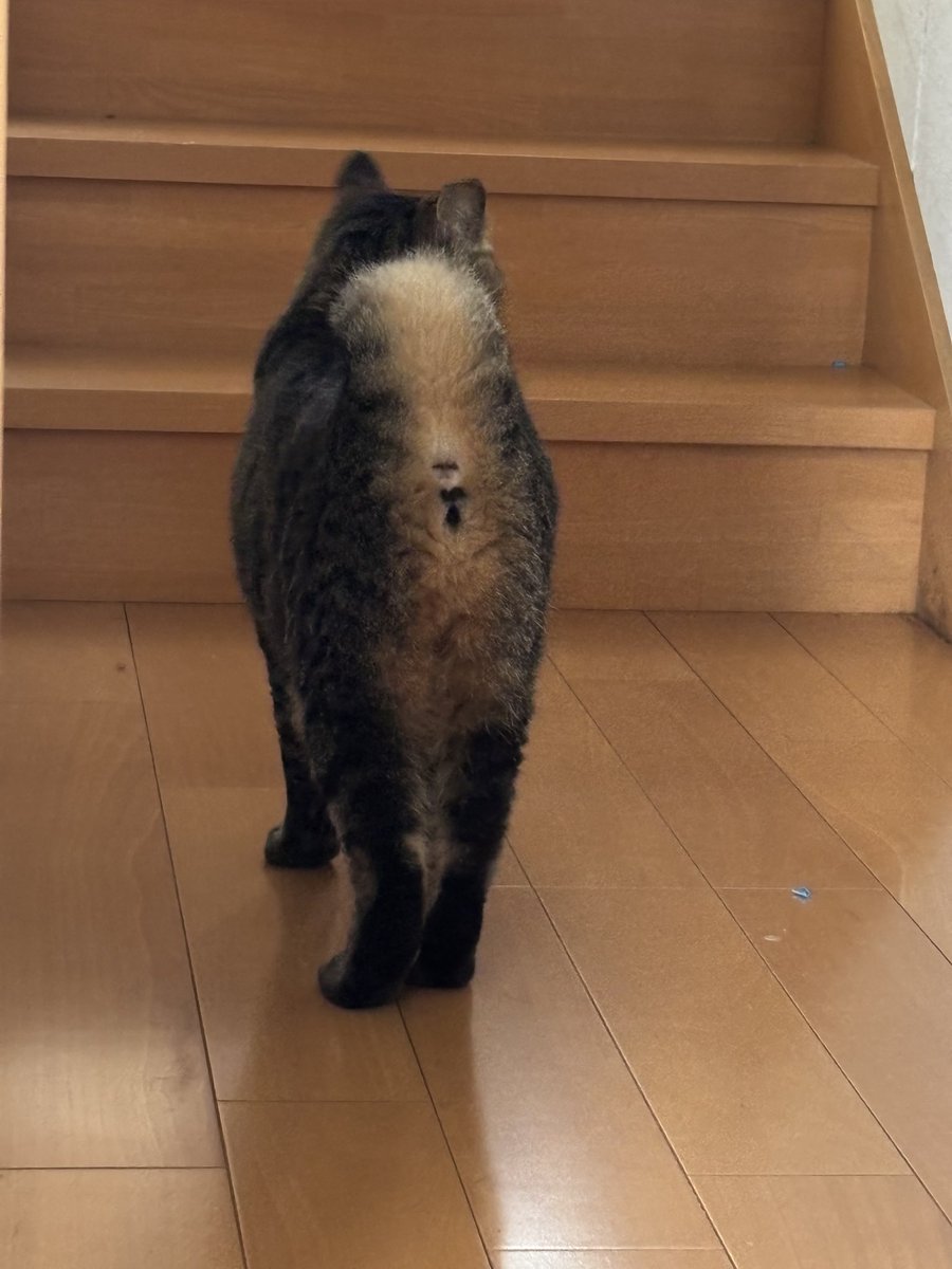 66natum's tweet photo. 尻尾が柴犬みたいに巻いてる。生まれつきそうなってる尻尾🐱 https://t.co/ps2pvgb8Cs