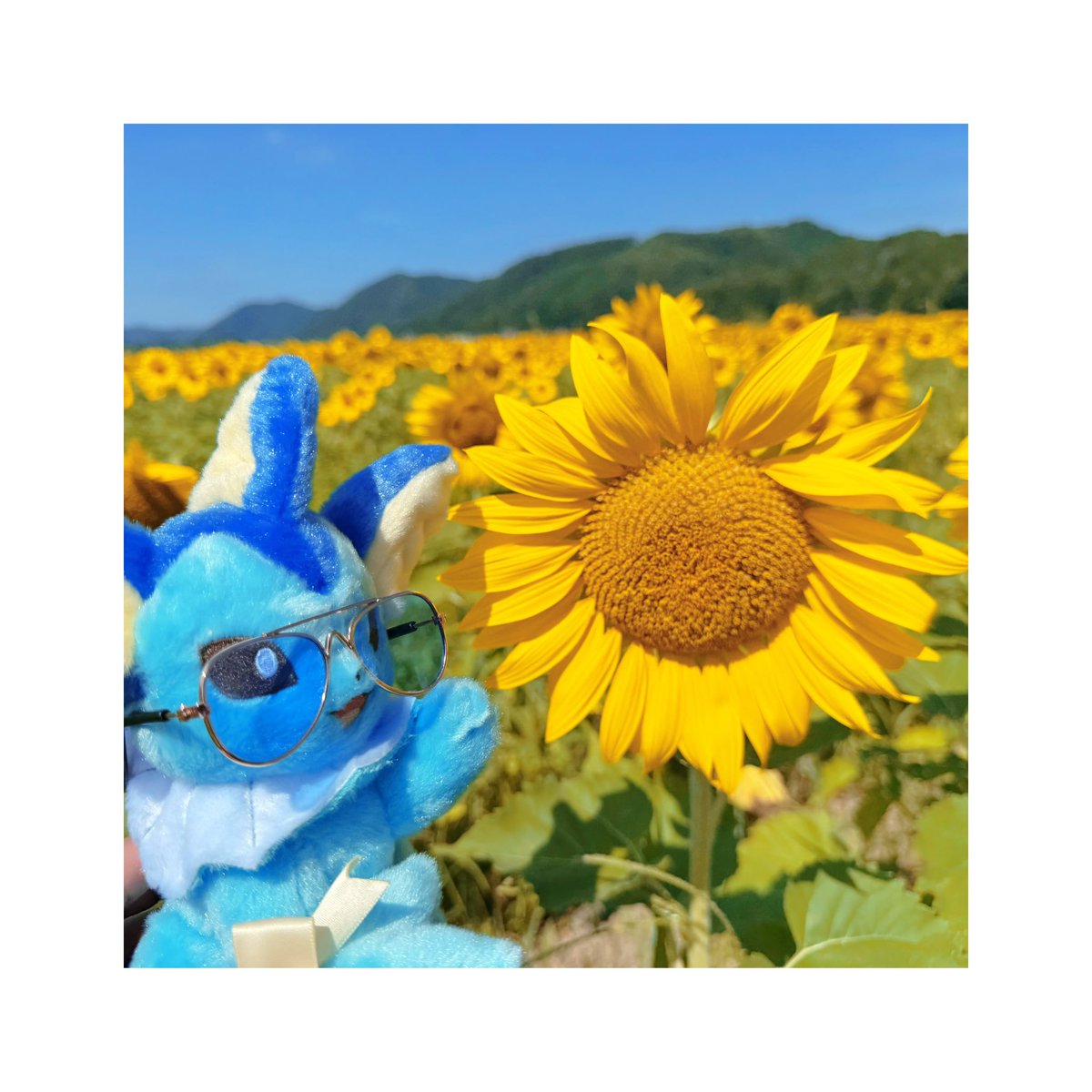 1008pkmnGet's tweet photo. 🌻🌞☁️🫧 https://t.co/X6xHfX1IzS