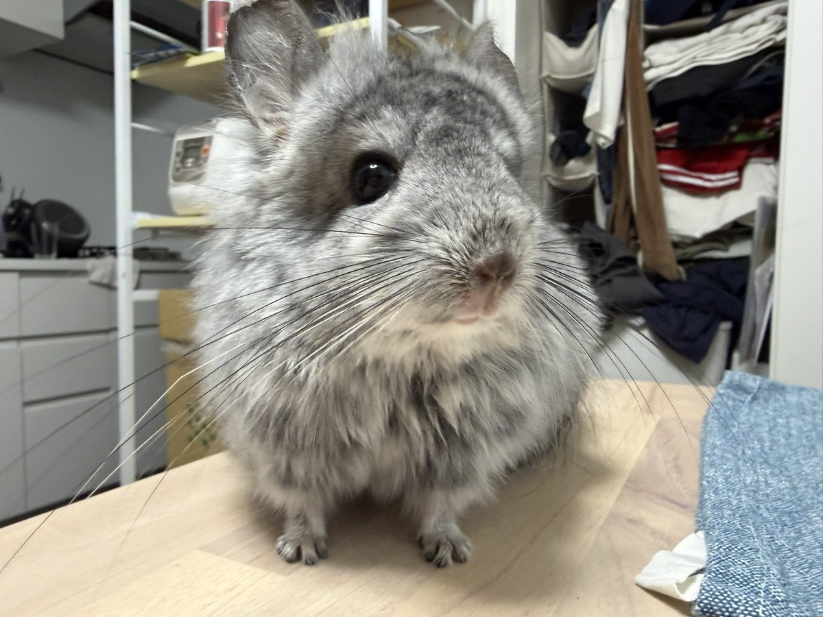 MAYWITHAMISSION's tweet photo. 割と唐突ですが！！
#RCケアチンチラ のシューマンくんをお迎えしました🐭💚
先週1歳になった男の子です！
夢の多頭飼い🤤
オペラ共々よろしくお願いします！🐭🐭 https://t.co/3WGT0TwWkJ