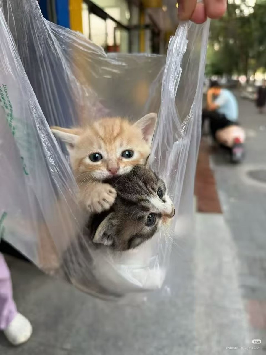 nocontextscats's tweet photo. babies https://t.co/1ubgCbt48X