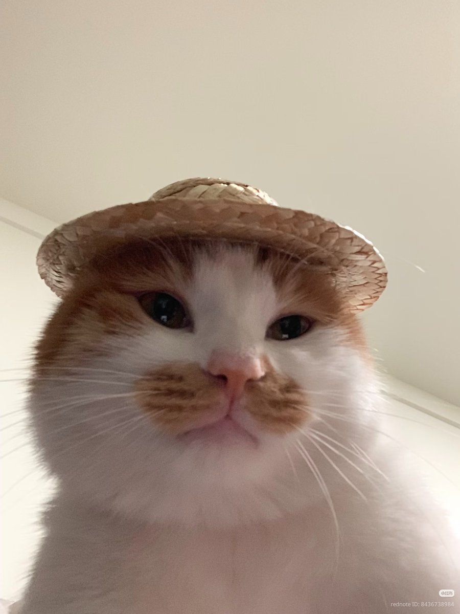 nocontextscats's tweet photo. Farmer 👨‍🌾 https://t.co/sSLMcMceFc