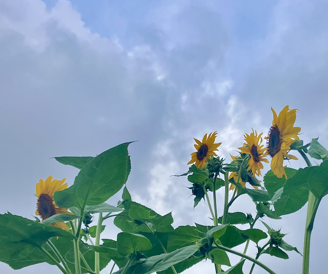 ko_cyann's tweet photo. 「臨機応変に🚶」

今日は　雨が降る前に
早めに歩いて来ました

みんな考えることは
同じみたいで

結構歩いている人が
多かったです

普段この時間帯は
歩いている人が
少ないからです

【30分🚶‍：064／100：回目】 https://t.co/i7vEdUFzmb