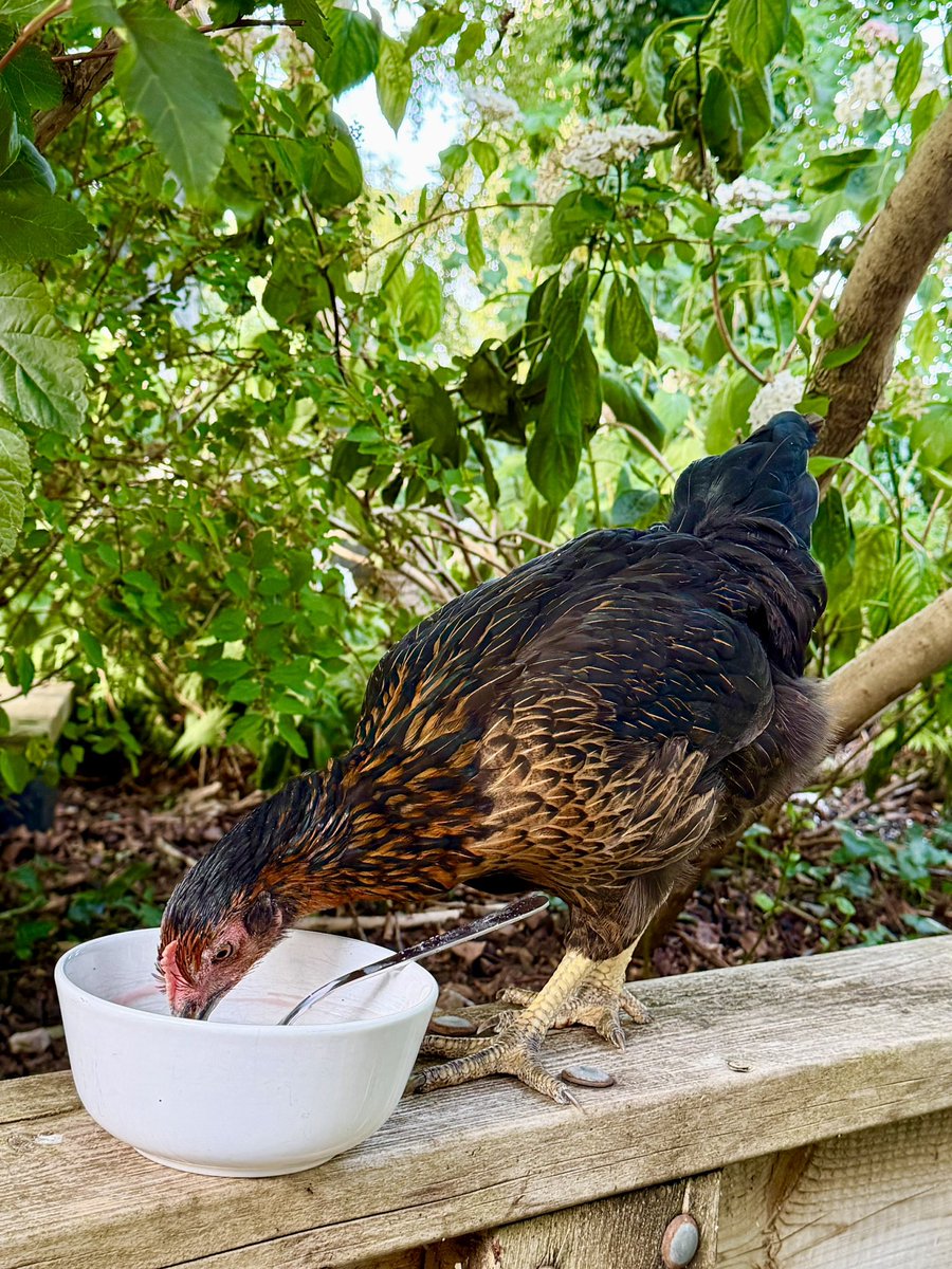 Stifyn1's tweet photo. Breakfast included #iar #garden #nature #sunday #summer https://t.co/ZbUFhhANBa