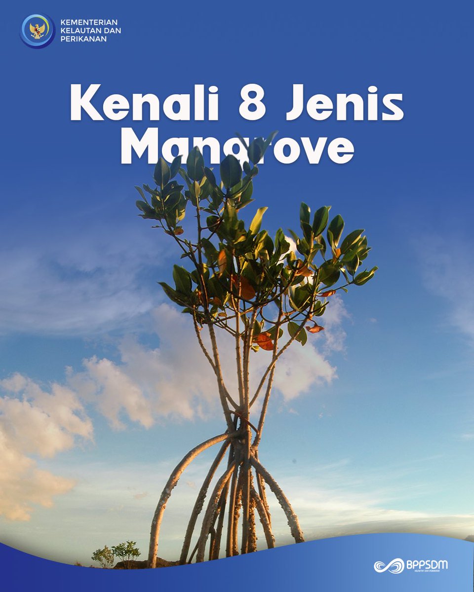 bppsdm_puslatkp's tweet photo. #MinaMania mangrove punya peran penting senagai benteng alami untuk melindungi pesisir dari abrasi. 

@kkpgoid @bppsdm_kp @saktitrenggono @in_radiarta https://t.co/I8ZKjMqDK8