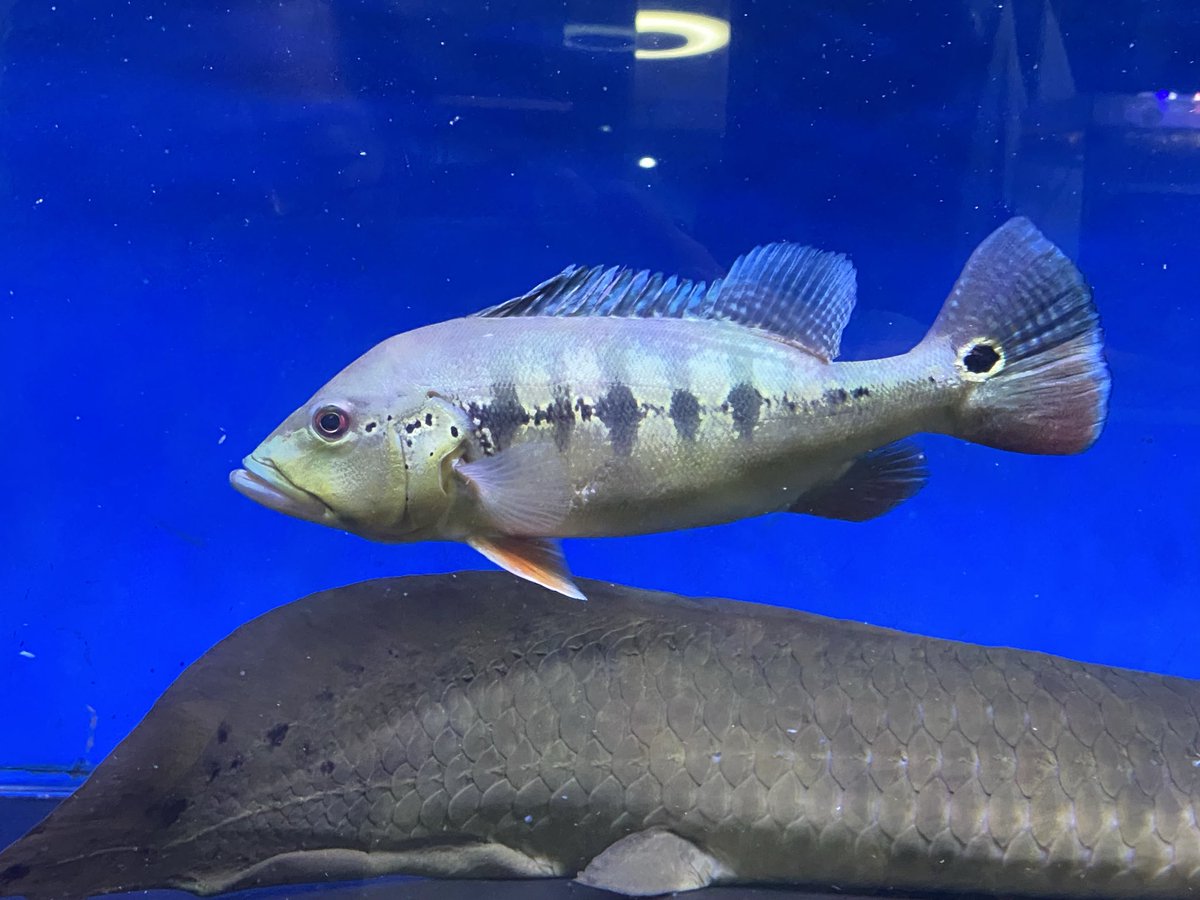 ao856's tweet photo. キクラインターメディアを購入😄
1200の紅龍水槽に入れましたが、やはり小競り合いしてます💦　
しばらく様子見て駄目なら1800の金龍水槽に移動します。 https://t.co/jjdstZUDAL