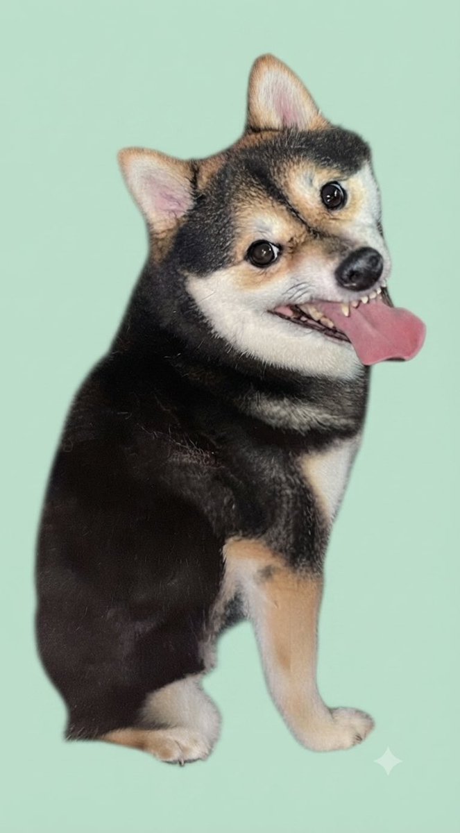 千葉犬 拡散希望 ＃迷子犬保護 ＃千葉県 ＃黒柴 ＃オス ＃探してる飼い主さん