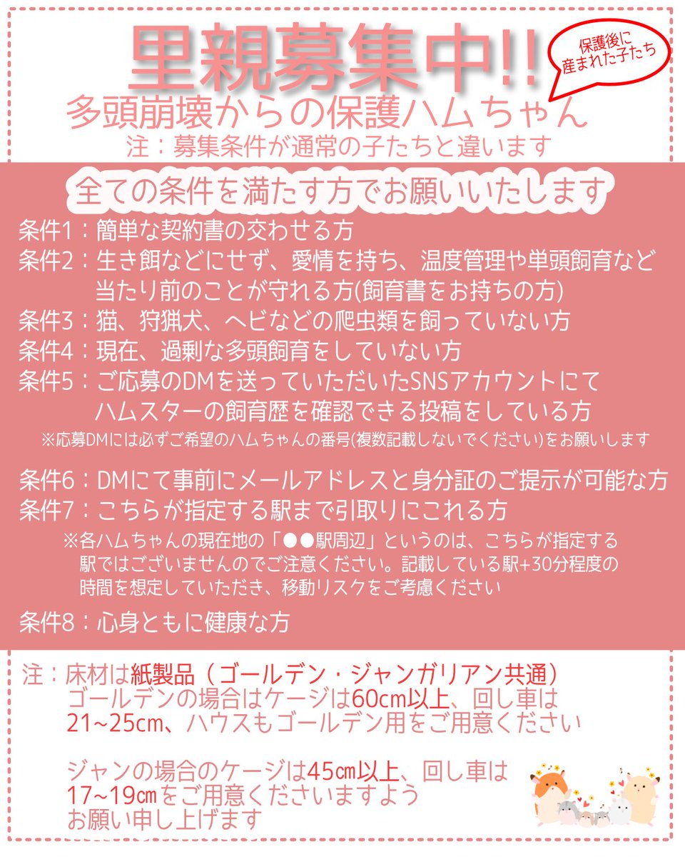 ham_edia's tweet photo. 【里親募集のお知らせ】
2026年3月に生まれたハムちゃんたちの里親募集の紹介動画です🐹

この子たちの里親にご興味のある方は、画像の募集条件をご確認の上、DMをお送りください。

https://t.co/bYkEaK66kM

#ハムスター
#里親募集 https://t.co/lglQIMMudz