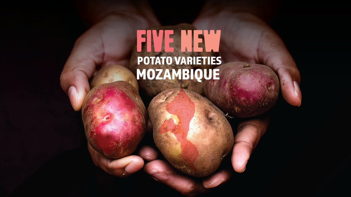 Cipotato's tweet photo. Science and partnership delivering impact 🎉.

The official release of five new potato 🥔 varieties in Mozambique brings farmers improved yields, stronger disease resistance, and new opportunities to strengthen national seed production.

👉🏽 https://t.co/WPIPvs0y3B

🔸 @CGIAR https://t.co/aHV7tKyqdg