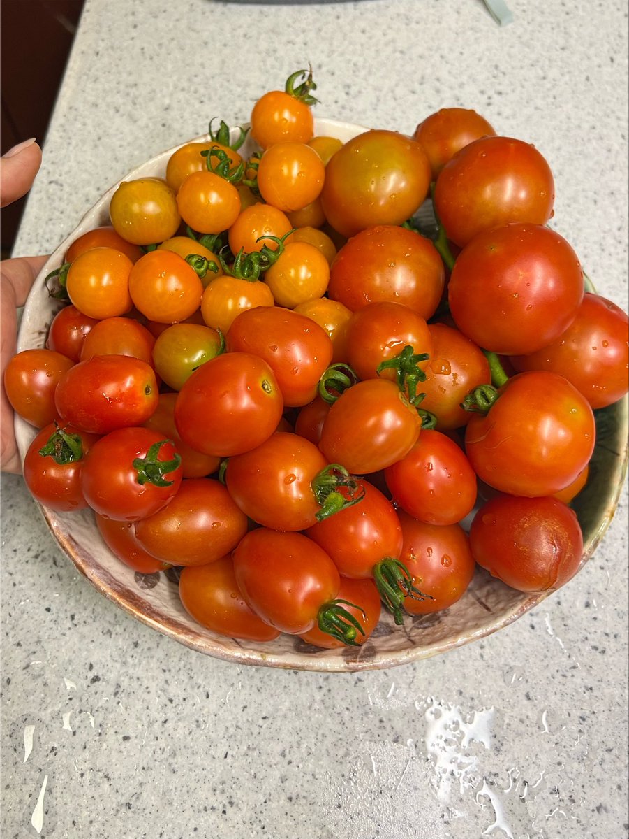 hideyo___o's tweet photo. 千葉は多少涼しいはずなんだけど、そろそろ受粉が厳しくなってそう。ゲリラ豪雨で花も落ちちゃったかな？次が無さそう。

今ある実がとれたら潔く終わらせてもいいかも。今日は収穫がピークでした。ご近所さんに分けよ。 https://t.co/KB8ZjkBNez