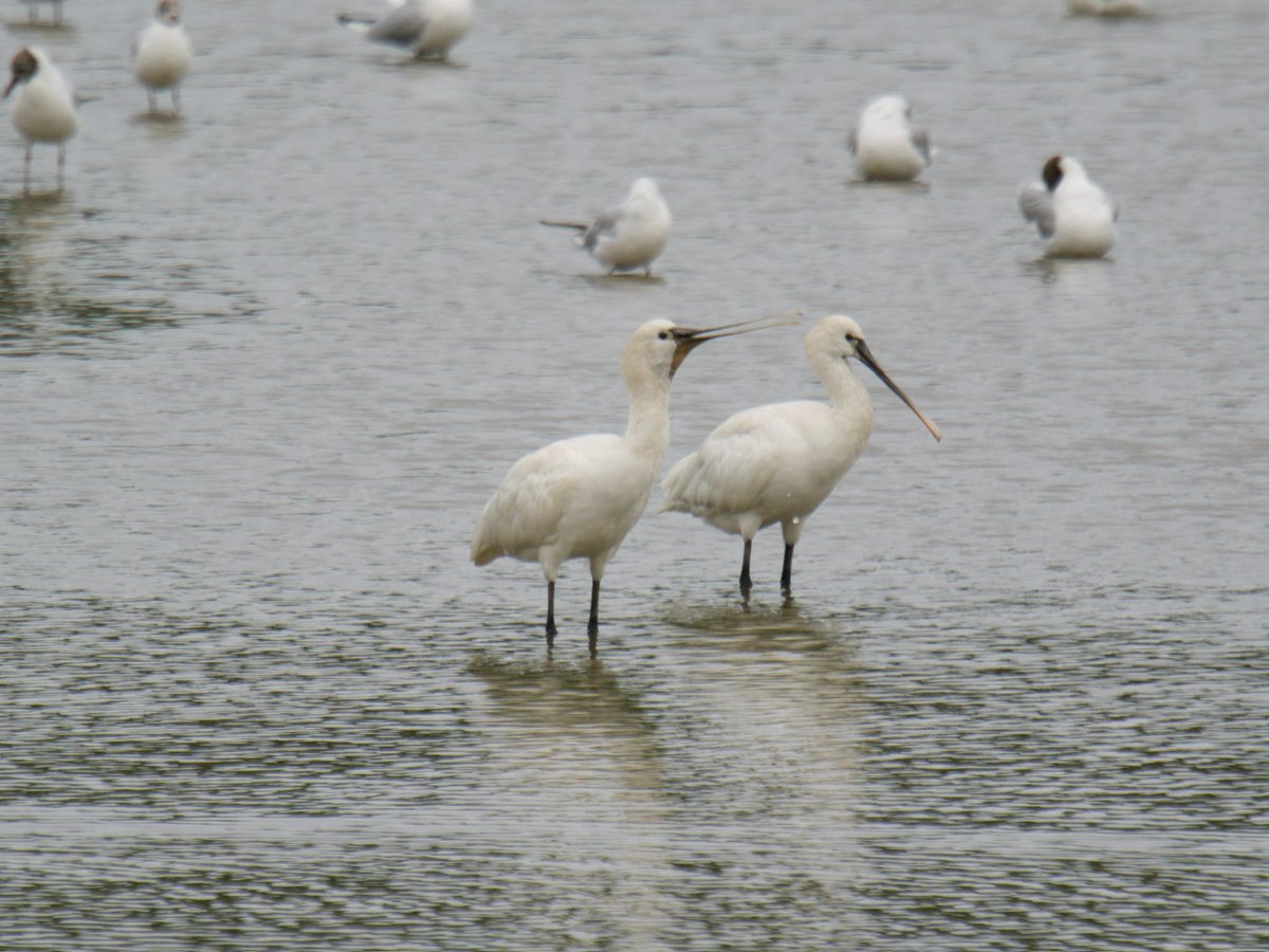 TimTim292's tweet photo. Two Spoonbills at Bowling Green Marsh Topsham Devon @SEDwildlife @DevonWildlife @GWLT2015 @BirdGuides @BirdTrack #Spoonbill https://t.co/jkDJ6LDNA7