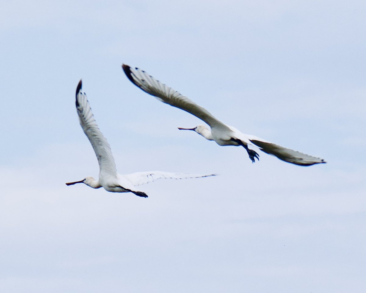 TimTim292's tweet photo. Two Spoonbills at Bowling Green Marsh Topsham Devon @SEDwildlife @DevonWildlife @GWLT2015 @BirdGuides @BirdTrack #Spoonbill https://t.co/jkDJ6LDNA7