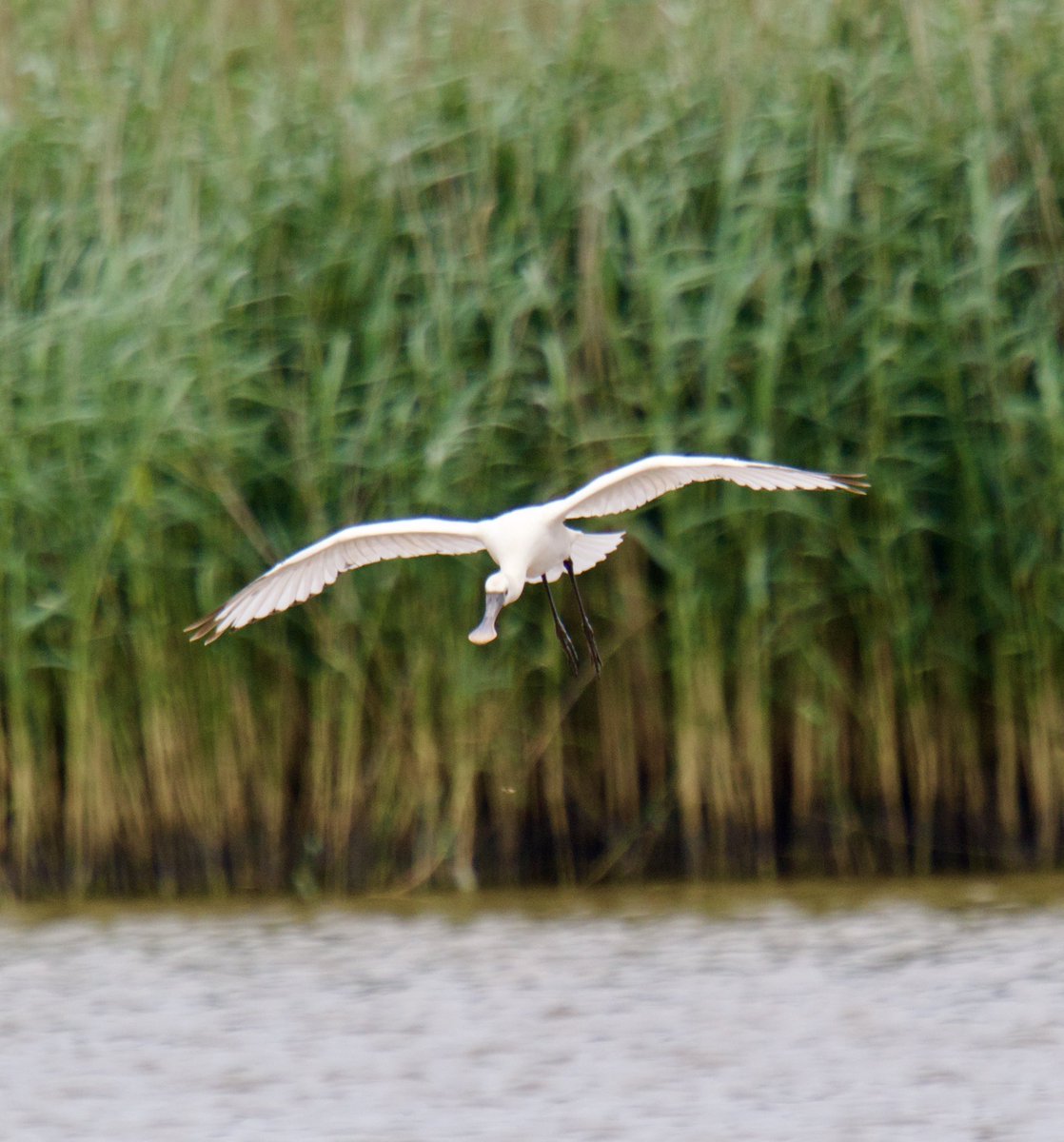 TimTim292's tweet photo. Two Spoonbills at Bowling Green Marsh Topsham Devon @SEDwildlife @DevonWildlife @GWLT2015 @BirdGuides @BirdTrack #Spoonbill https://t.co/jkDJ6LDNA7