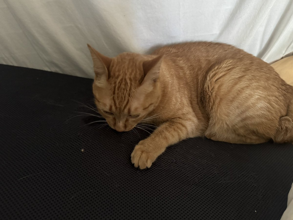naaaaarrrri's tweet photo. 자 고양이 키워도 되는 사람 판별법 알려드리겟습니다

흔히 생각하는게~..,,
고양이에 대한 지식이 많은 사람,
근데 그거는 그냥 잡지식이 많은 거기 때문에 아니고여,

고양이가 멀쩡한 스크래처 냅두고 내 쿠션을 물고뜯어도 그려려니~ 하는 사람,
키워도 됩니다. https://t.co/v5QMDyGv73