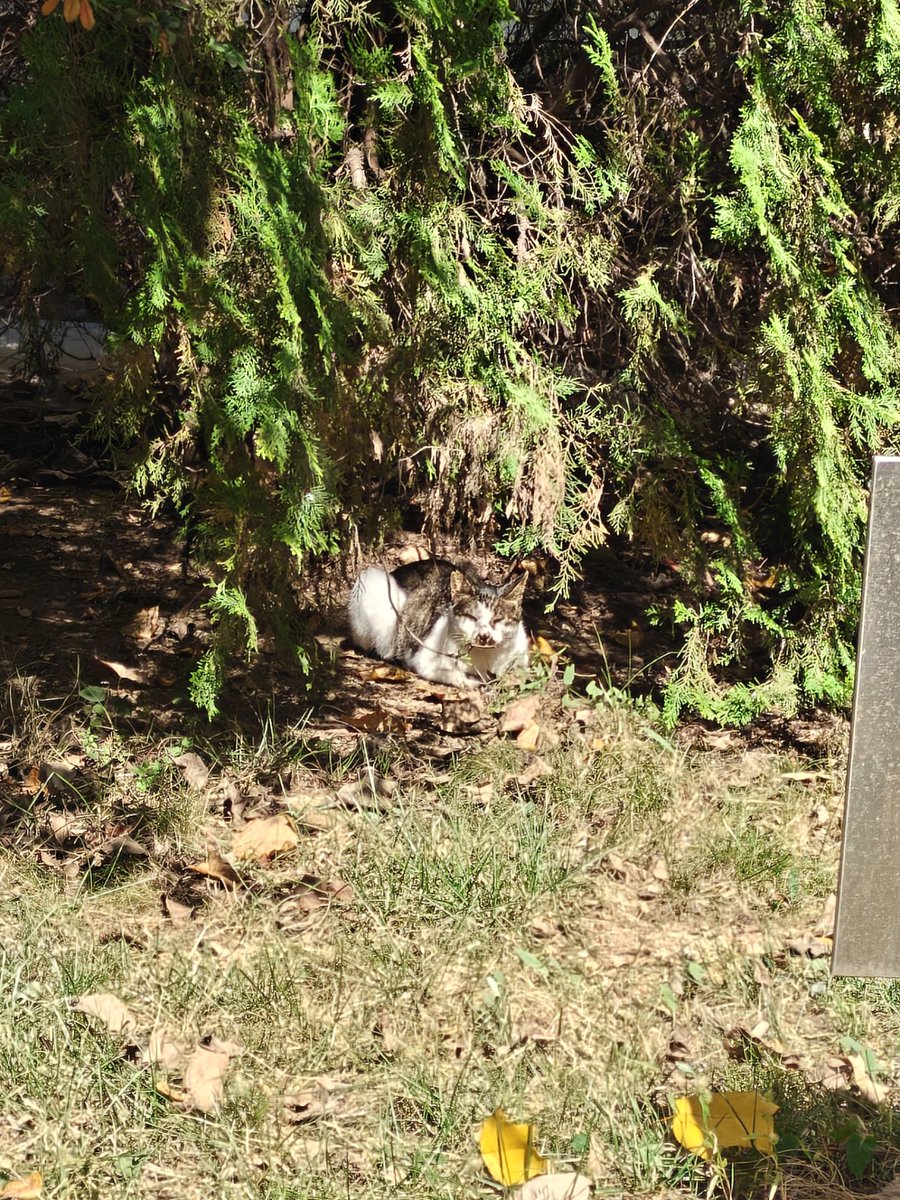 VHamlet38635's tweet photo. Watched my tiny kitten turn into a fluff ball that chases shadows and steals socks today. Growth hits different ， https://t.co/tDrgWWFfZf