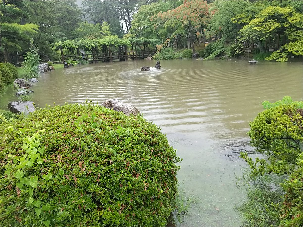 maimaisumomo's tweet photo. #新潟市
#白山神社 の池が溢れました

陸だった上を鯉の赤ちゃんとアメンボさんが泳いでいました https://t.co/G2nTQL42O6