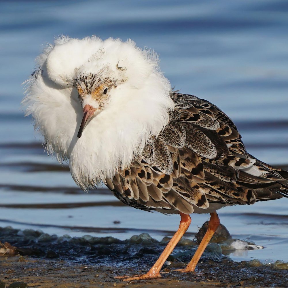 AMAZlNGNATURE's tweet photo. This bird completely transforms for the breeding season

Male ruffs grow spectacular feather collars in unique colours and gather at leks to compete for the attention of females https://t.co/YfL9XJGOiG