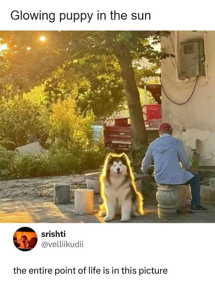 WholesomeMeme's tweet photo. https://t.co/QaMVoK7lRV