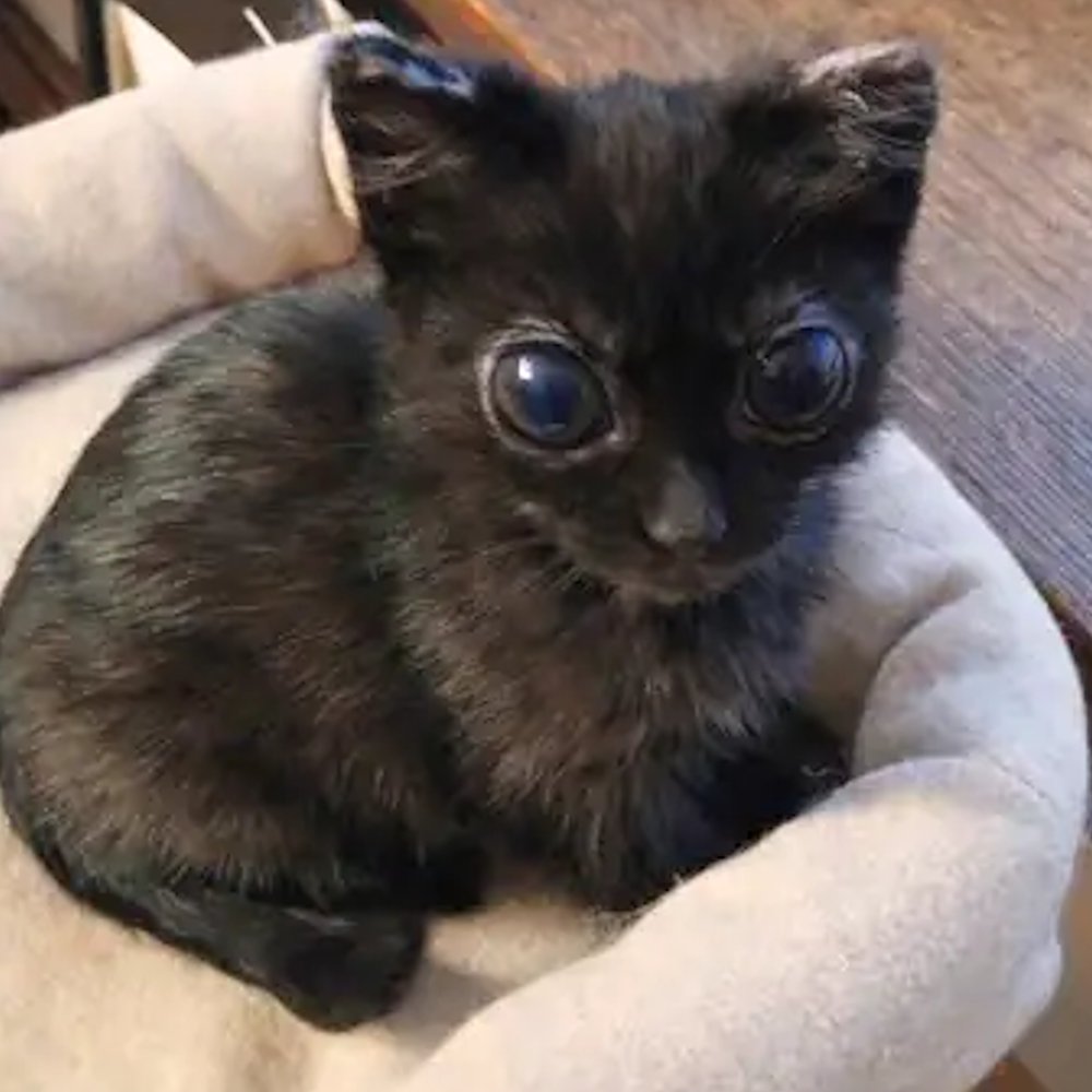 AMAZlNGNATURE's tweet photo. Dorito's eyes made the internet think she wasn't real

They were actually caused by complications from ocular FIP, but after months of treatment she recovered and found her forever home https://t.co/lCl7dN8Orf