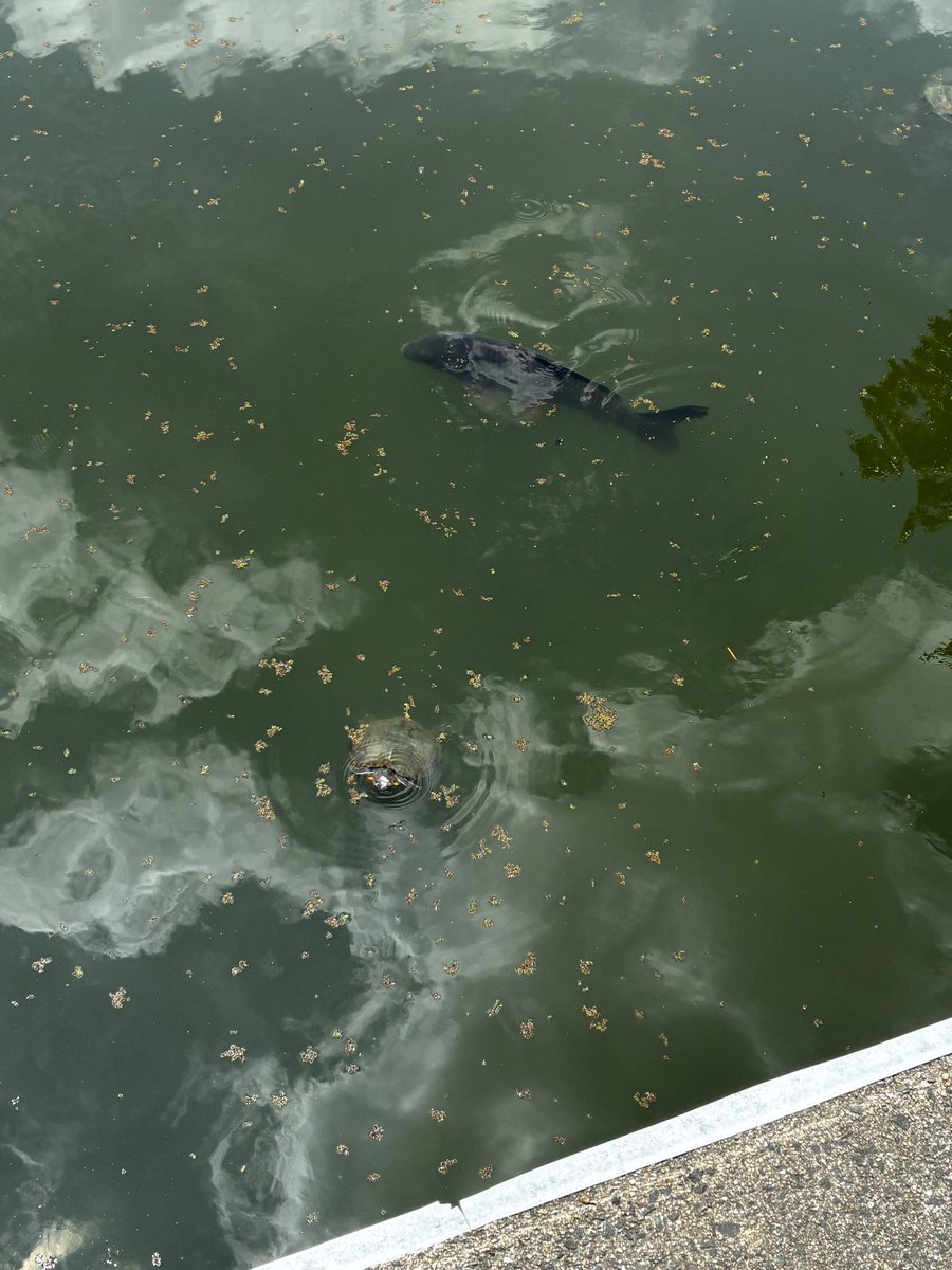 aikoman728's tweet photo. 家に居ても寝るか食べるかやから
久々に公園へ歩きに行ってきた🚶‍♀️
カメさんかわいかった🐢 https://t.co/TBa7Wj711O