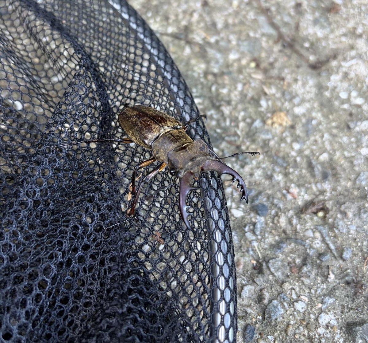 Mime_320's tweet photo. 連日の猛暑のせい？で樹液が枯れてきてますね😩
夏休みの採集圧とカブトムシが幅をきかせてきたので、平地のクワガタ採集は終盤ですかね！
ミヤマはもう少し楽しめそうです❗️

フォロワーさんのリクエストでタマムシの発生確認〜🔍 https://t.co/0rxabX9Z3E