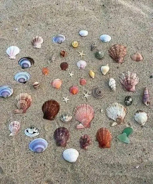 _Naturaee's tweet photo. treasures from the sea https://t.co/xqqUIR7bYn