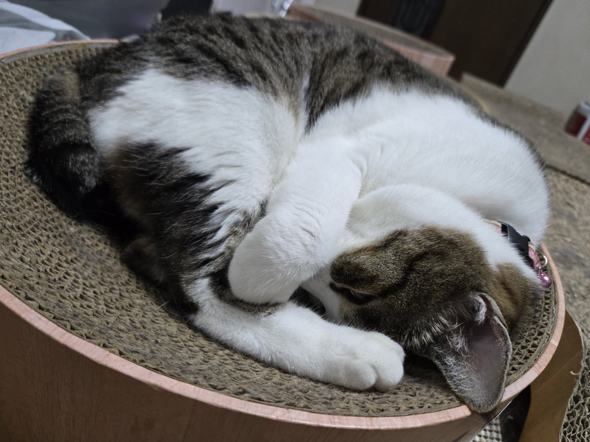 amkas25's tweet photo. 9時半頃の猫のフォーメーション😼
すやすやです
この穏やかな時間が好きです😼
ただ物音しないように、TVの音も小さめに
でも寝相が可愛いですね
もう完全に😼バカです(笑)
今日もお疲れニャマです😼
#猫
#寝相 https://t.co/XSW4db20Ts