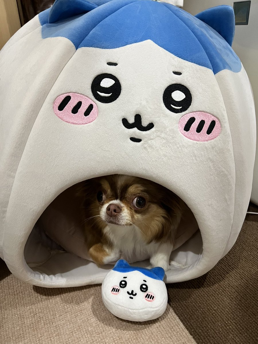 kaniuta3's tweet photo. ハチワレとハチワレ🐶 https://t.co/TuhMkpM2Po