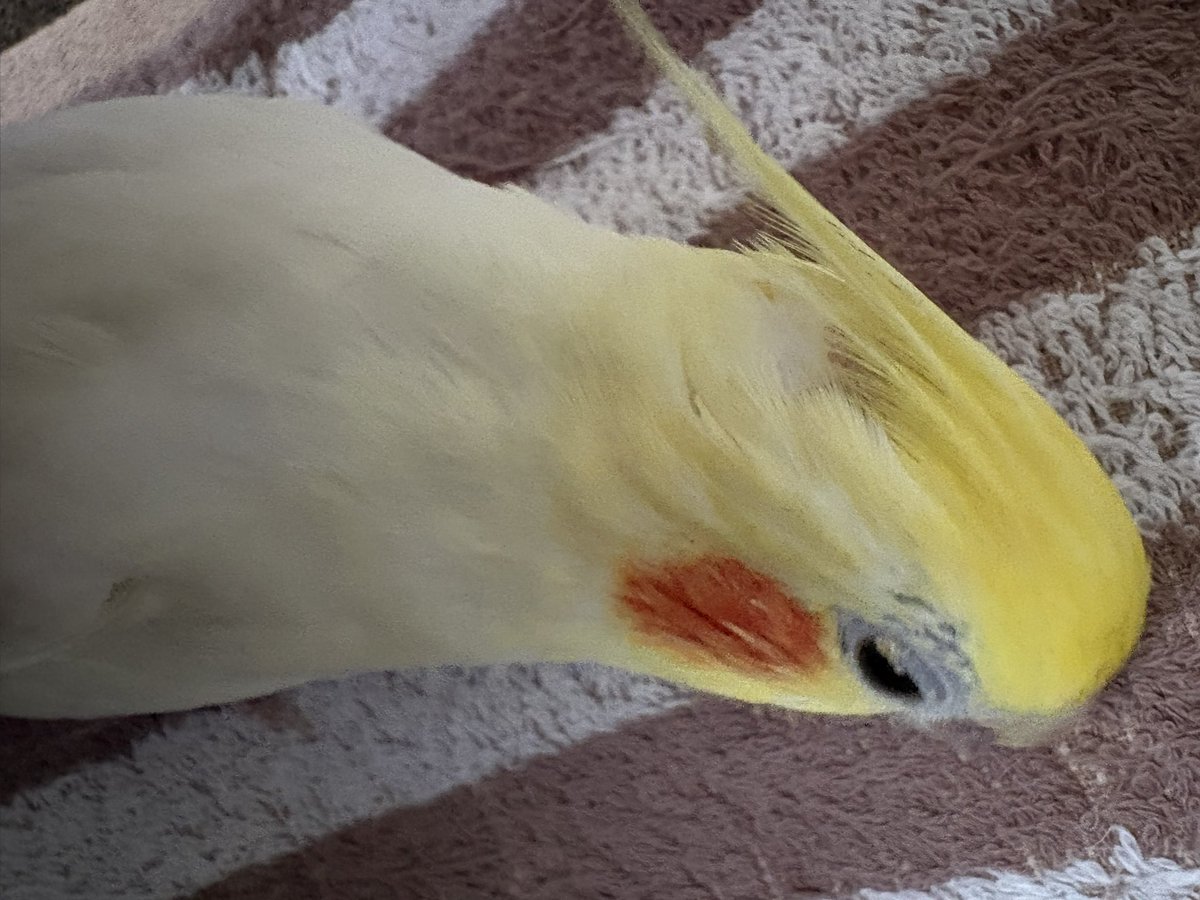 Azky3M's tweet photo. やっぱり今日も噛み噛み。これ以外の写真が中々上手く撮れない
#オカメインコ https://t.co/o1akIZ14aR