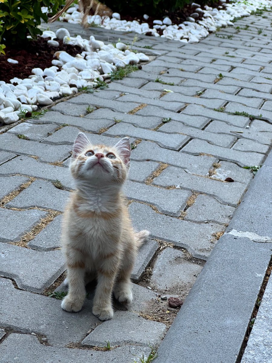salkavalkahl's tweet photo. Bu sarışın kız yan gelip yatmayı ve oyun oynamayı çok seviyor. Şu an vette, her şeyine bakılıyor. Prenses olduğunun o da farkında ve kendisine de bi prensesle birlikte olduğunun farkında olacak ev arkadaşı arıyor. Ankara’dayız. Siz değilseniz en azından rt 🎈
☎️: 0538 871 24 12 https://t.co/NUvnIY5dz8