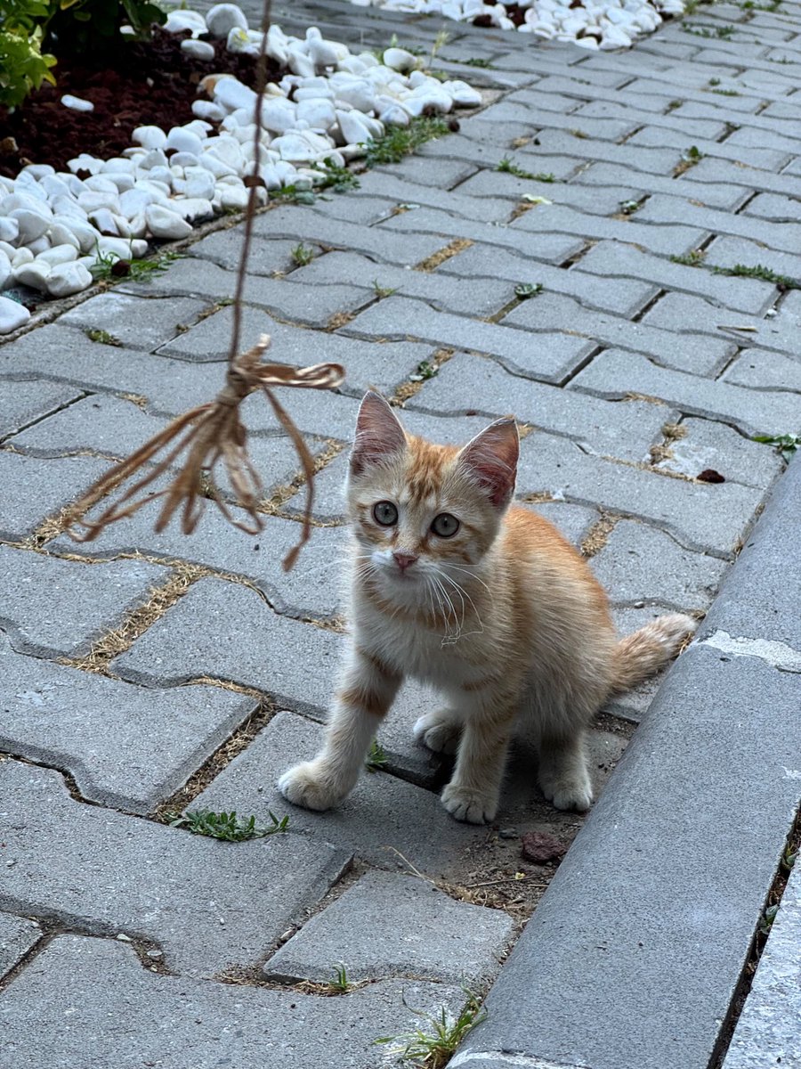 salkavalkahl's tweet photo. Bu sarışın kız yan gelip yatmayı ve oyun oynamayı çok seviyor. Şu an vette, her şeyine bakılıyor. Prenses olduğunun o da farkında ve kendisine de bi prensesle birlikte olduğunun farkında olacak ev arkadaşı arıyor. Ankara’dayız. Siz değilseniz en azından rt 🎈
☎️: 0538 871 24 12 https://t.co/NUvnIY5dz8