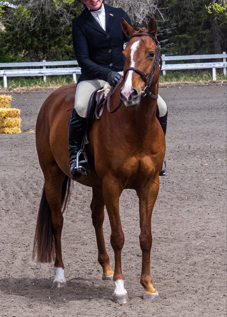 pelmacstables's tweet photo. ☀️ Summer Camps Update ☀️ 
July 28-30: Full
August 11-13: Full
August 18-20 has a couple of spots left 🐴 

Want in on our last available camp for this summer? Send us a message with your email address, and we’ll get camp information sent your way! https://t.co/dG4MlL5NXe