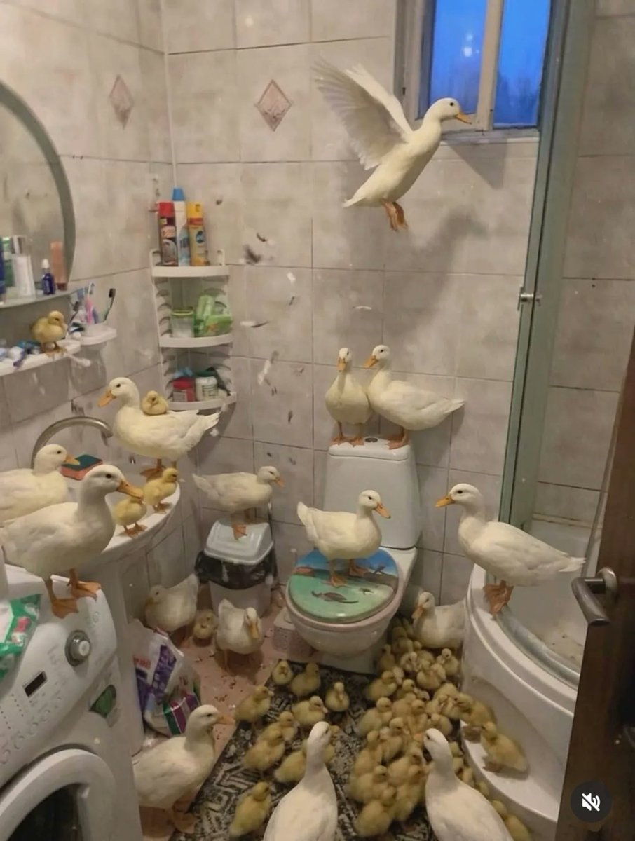 ducksocietys's tweet photo. 💪🐥

credit unknown 
-
#duck #ducks #ducksofinstagram #nature
cc @shaylathomps0n https://t.co/LEAqyaw4mS