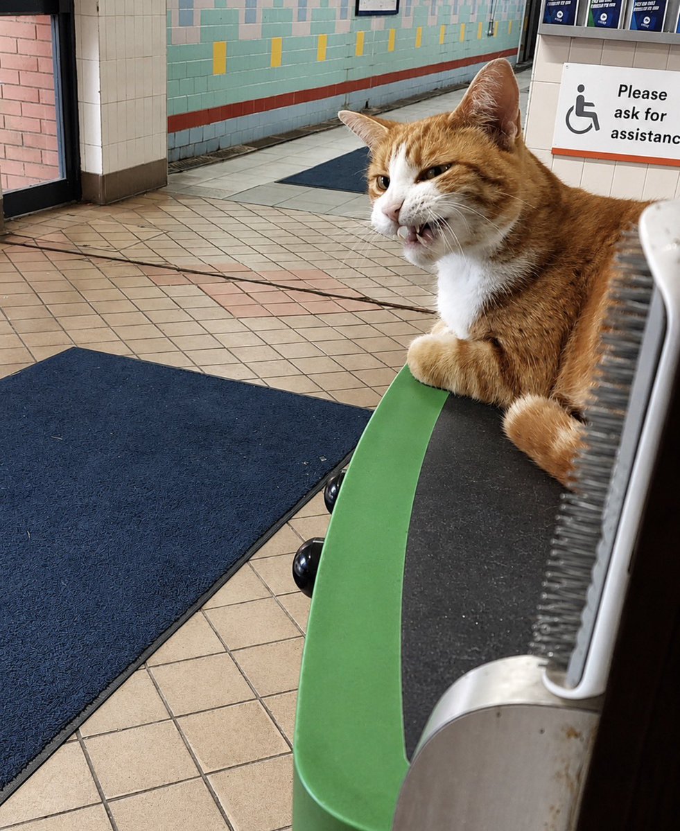 George The Stourbridge Junction Station Cat tweet media