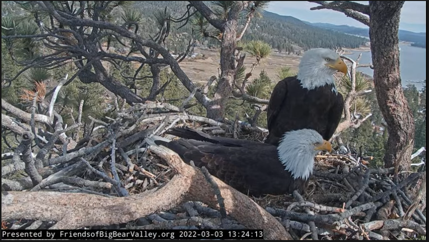 micheledelg's tweet photo. Thank you to the Brockmans! Also thank you to the rescuers, the Blackwoods &amp; neighbor, the San Dimas Raptor Rescue, and the Ojai Raptor Center. Get well soon wishes to Jackie!! You'll have a place to hunt for food, thanks to those who donated, esp. the Brockmans ❤️❤️ 
(c) FOBBV https://t.co/XbiwfoAlFS